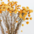 Flores Secas