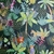 papel tapiz selva