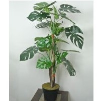 Planta Costilla de Adán