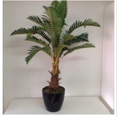 Planta Helecho c/coco