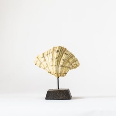 Caracol caribe