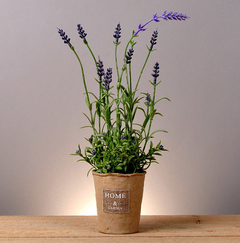 Lavanda en maceta