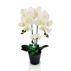 ORQUIDEA CELINE