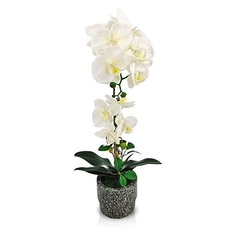 ORQUIDEA JADE