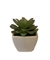 suculenta