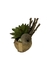 Suculenta
