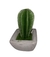 Vela Cactus Maceta