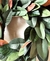 “MAGNOLIA” en internet