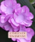 Carrossel 4