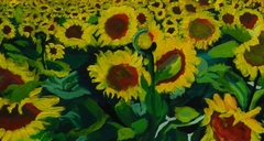 Campo de girasoles