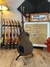 ***VENDIDO*** Gibson Les Paul LPJ 2013 Gold Top - Sunshine Guitars