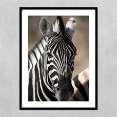 CUADRO ZEBRA 2291