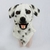 ANIMOV DALMATA