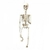 ESQUELETO PLASTICO ARTICULADO 70CM 70X17X10 - comprar online