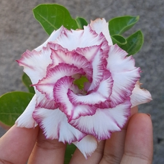 Rosa do deserto enxertada - CARNATION - comprar online