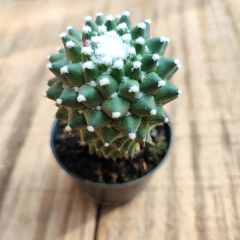 Mammillaria Toluca - PT 07 - comprar online