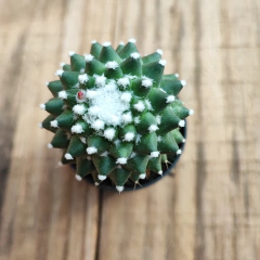Mammillaria Toluca - PT 07 - comprar online