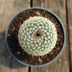 Mammillaria Lanata - PT 11 - comprar online