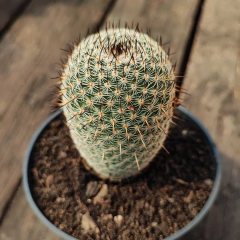 Mammillaria Lanata - PT 11