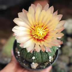 Astrophytum Asterias - PT 07