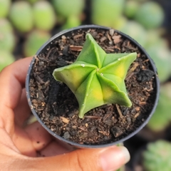 Astrophytum Pentacostatum Nudum Variegata- PT 07