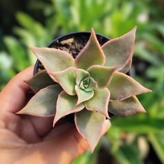 Echeveria Madiba - PT 07 - comprar online