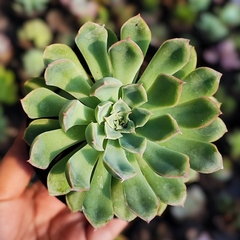Echeveria Híbrida Pulidonis - PT 09 - comprar online