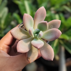 Graptoveria sem id - PT 07 - comprar online