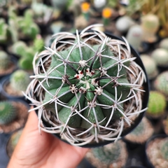 Melocactus sem id - PT 11 - comprar online