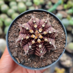 Gymnocalycium Roxo - PT 11 - comprar online
