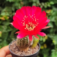 Lobivia Arachnacantha Flor Vermelha - PT 09 - comprar online