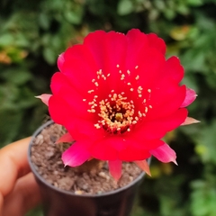 Lobivia Arachnacantha Flor Vermelha - PT 09 na internet