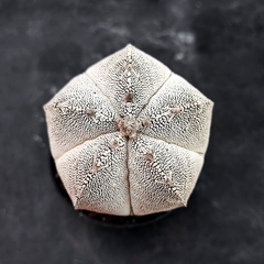Astrophytum Onzuka - PT 09 - comprar online