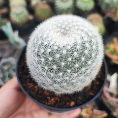 Mammillaria Cândida - PT 11 - comprar online