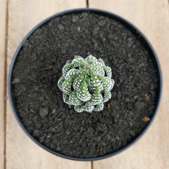 Haworthia Reinwardtii - PT 11 - comprar online