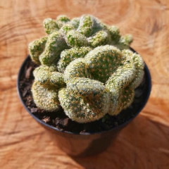 Cacto Cérebro - Mammillaria Elongata Cristata - PT 11 - comprar online