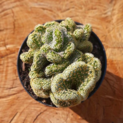 Cacto Cérebro - Mammillaria Elongata Cristata - PT 11