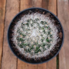 Mammillaria Bocasana - PT 11