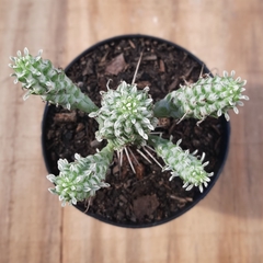 Euphorbia Mammillaris Variegata - PT 09 - comprar online