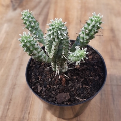 Euphorbia Mammillaris Variegata - PT 09