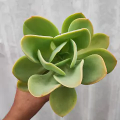 Echeveria Hakuhou - PT 11