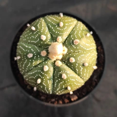 Astrophytum Asterias - PT 07 - comprar online
