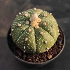 Astrophytum Asterias - PT 07 na internet