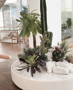 Mantenimiento Jardin de suculentas grande - comprar online