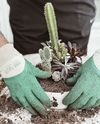 Mantenimiento Jardin de suculentas grande