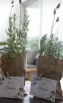 Plantines con tarjeton para souvenir pack x 10 - tienda online