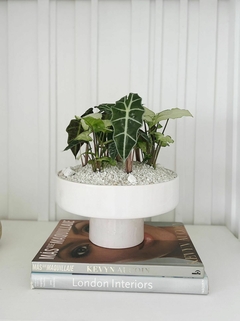 Jardin de alocasia amazonica - comprar online