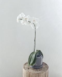 Orquídea con maceta - comprar online