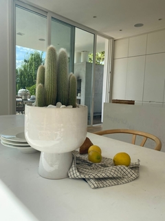Jardin de suculentas XXL