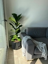 Pandurata mediana